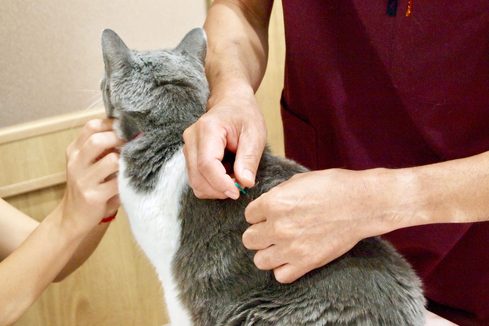 猫の背中に鍼を打つ様子